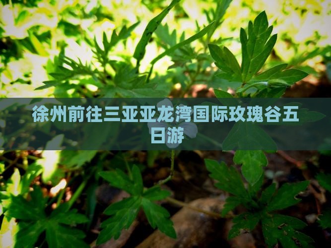 徐州前往三亚亚龙湾国际玫瑰谷五日游