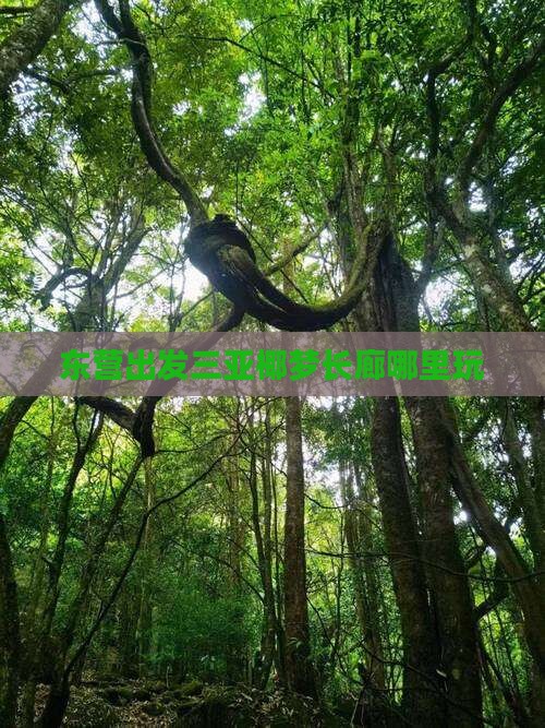 东营出发三亚椰梦长廊哪里玩
