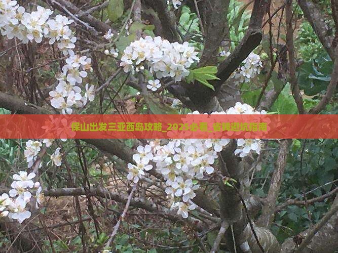 保山出发三亚西岛攻略