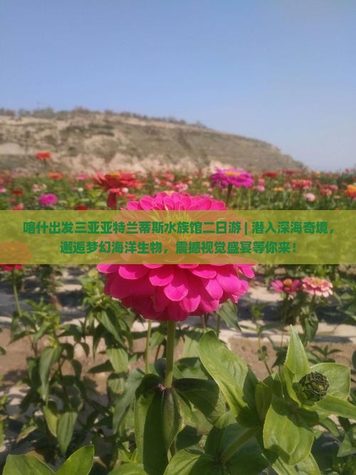 喀什出发三亚亚特兰蒂斯水族馆二日游