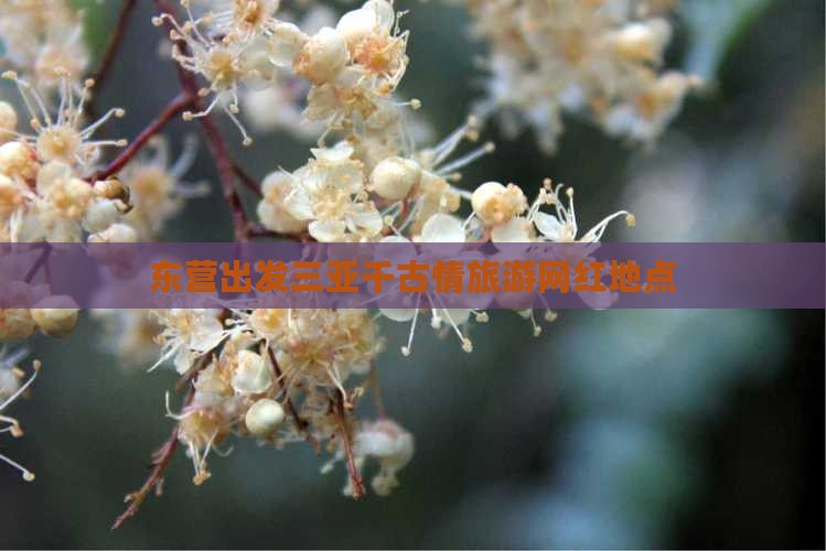 东营出发三亚千古情旅游网红地点