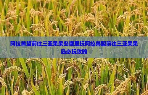 阿拉善盟前往三亚呆呆岛哪里玩