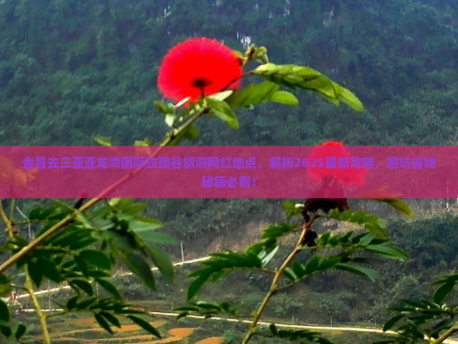 金昌去三亚亚龙湾国际玫瑰谷旅游网红地点