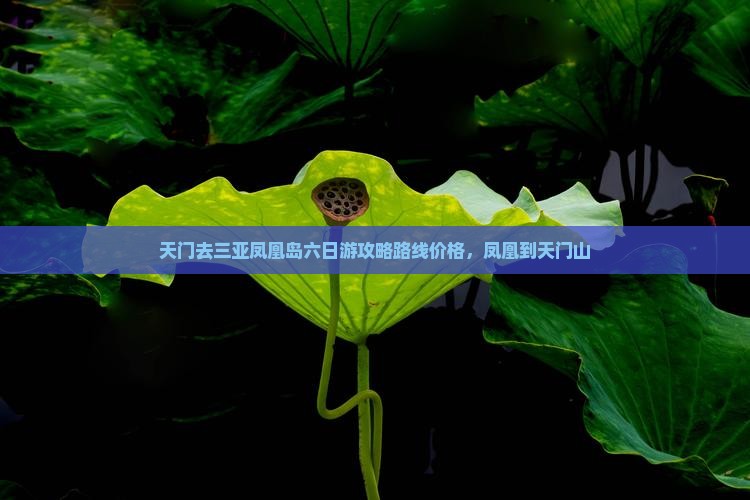 天门去三亚凤凰岛六日游