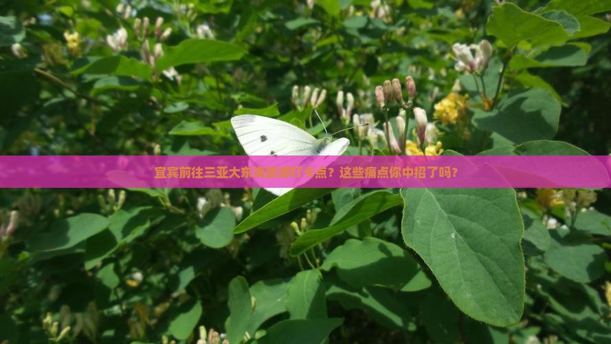 宜宾前往三亚大东海旅游打卡点