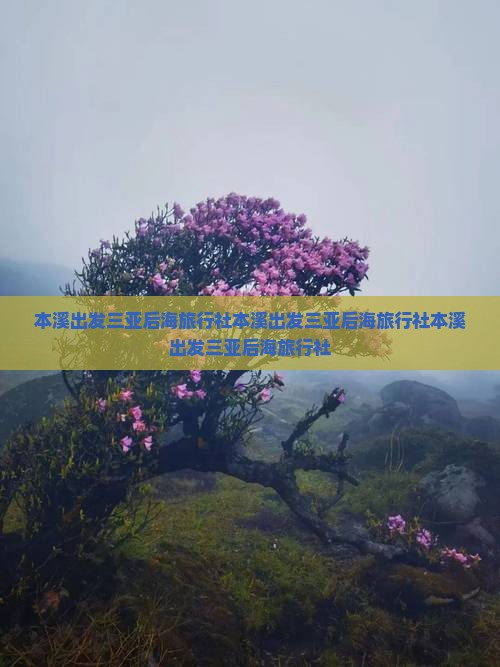 本溪出发三亚后海旅行社