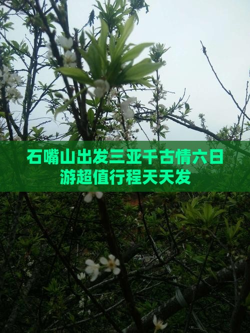石嘴山出发三亚千古情六日游