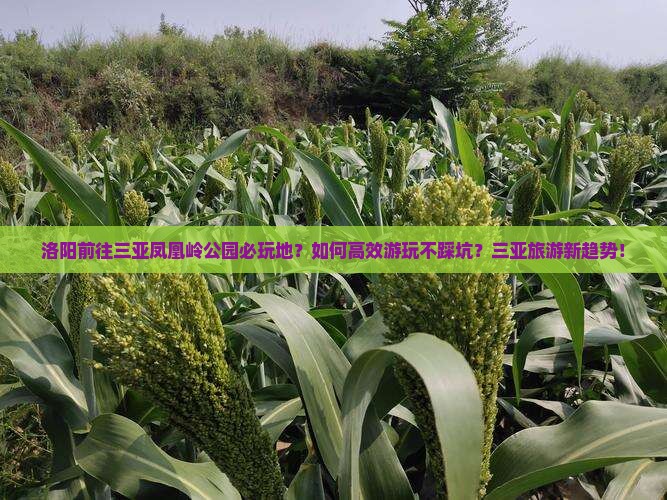 洛阳前往三亚凤凰岭公园必玩地