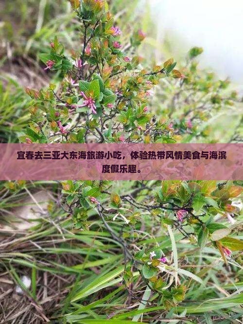 宜春去三亚大东海旅游小吃