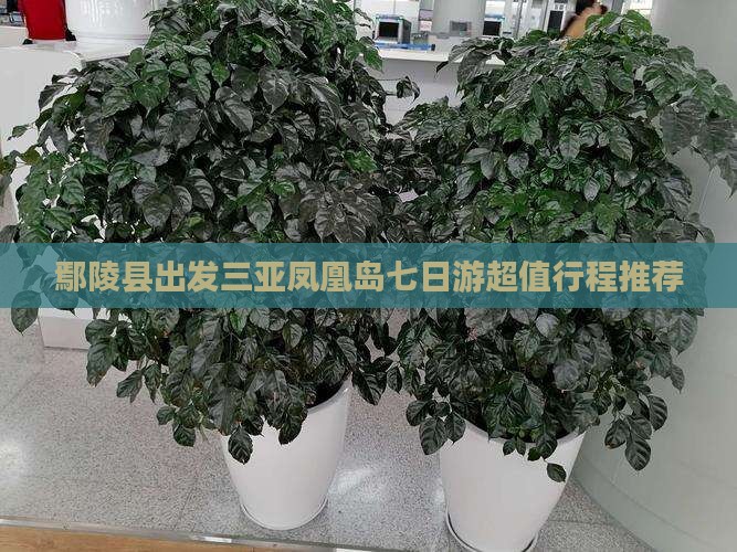 鄢陵县出发三亚凤凰岛七日游