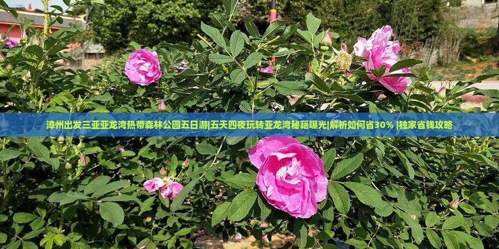 漳州出发三亚亚龙湾热带森林公园五日游