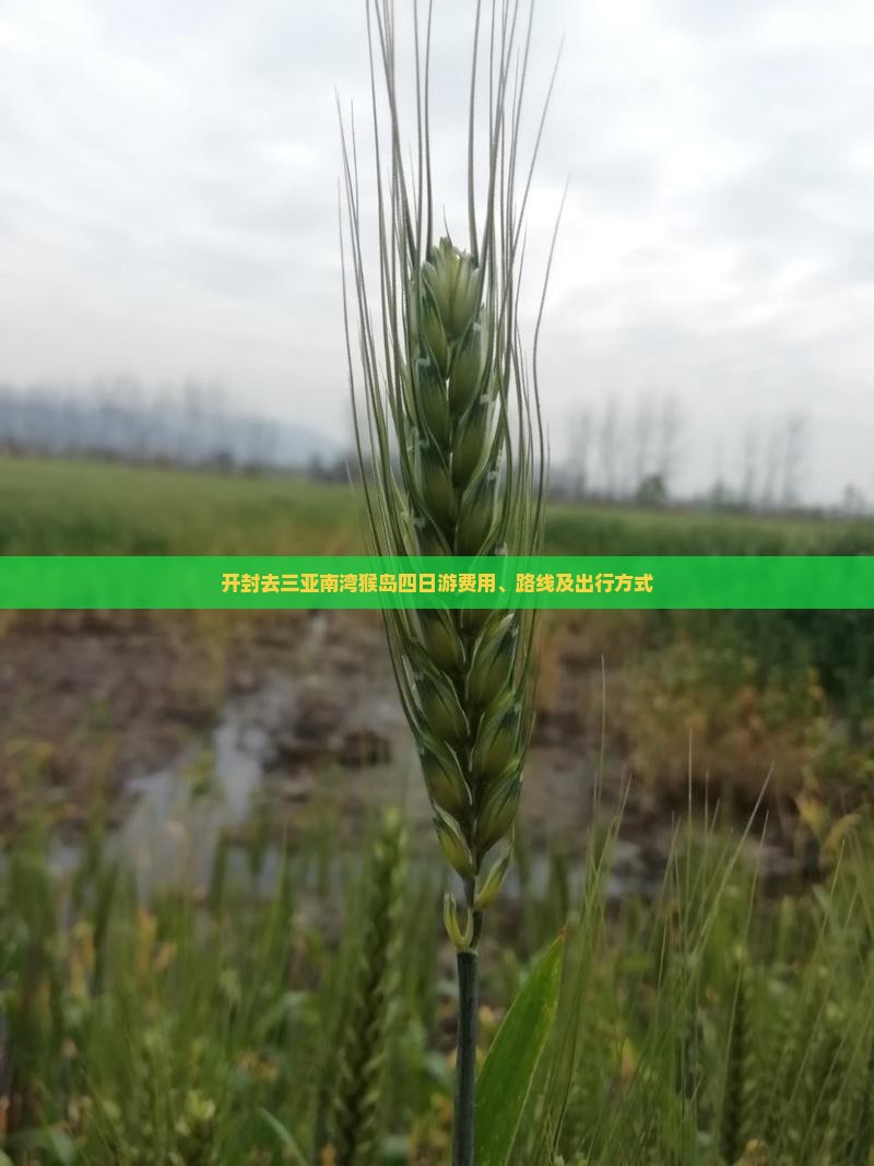 开封去三亚南湾猴岛四日游