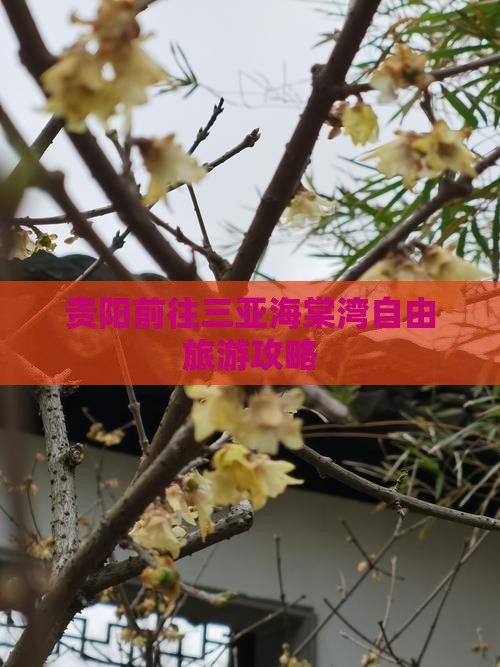 贵阳前往三亚海棠湾自由团