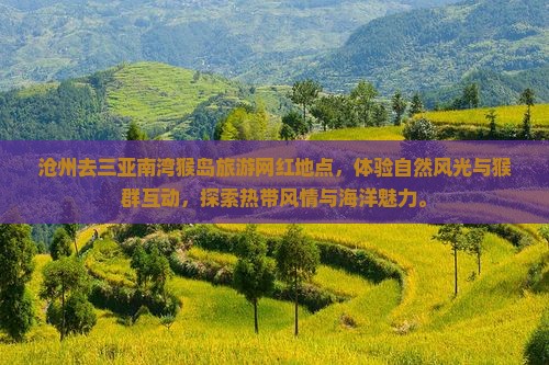 沧州去三亚南湾猴岛旅游网红地点