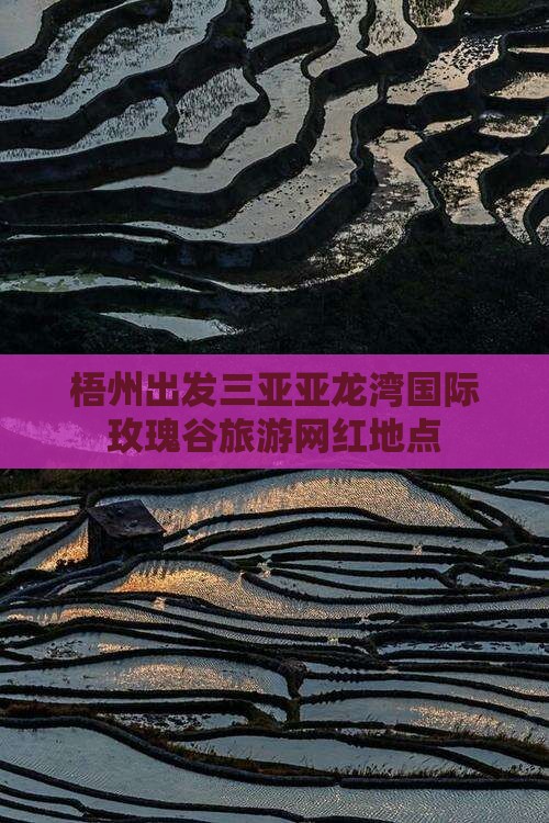 梧州出发三亚亚龙湾国际玫瑰谷旅游网红地点