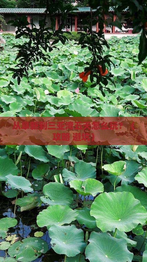 阜新前往三亚三亚湾五日游