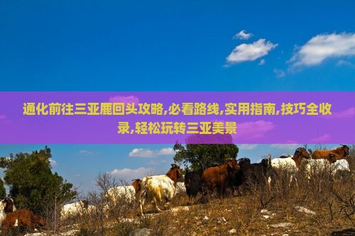 通化前往三亚鹿回头攻略