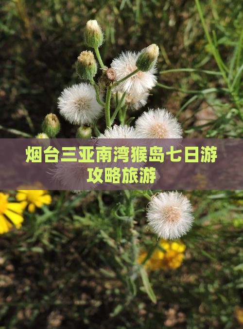烟台去三亚南湾猴岛七日游