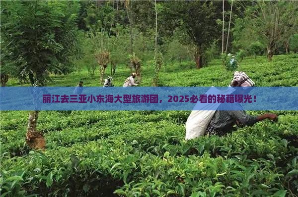 丽江去三亚小东海大型旅游团