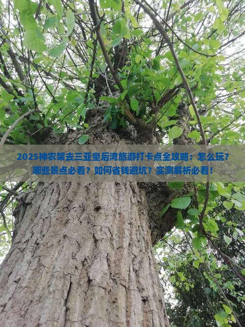 神农架去三亚皇后湾旅游打卡点