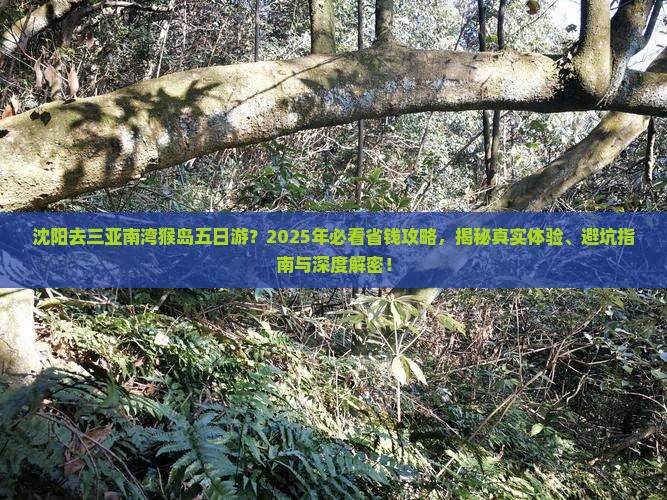 沈阳去三亚南湾猴岛五日游