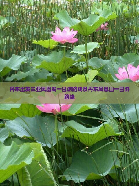 丹东出发三亚凤凰岛一日游