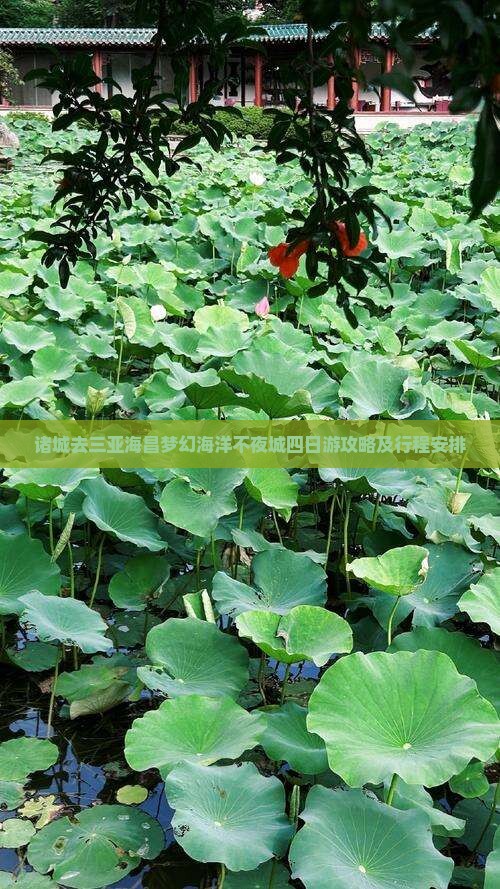 诸城去三亚海昌梦幻海洋不夜城四日游