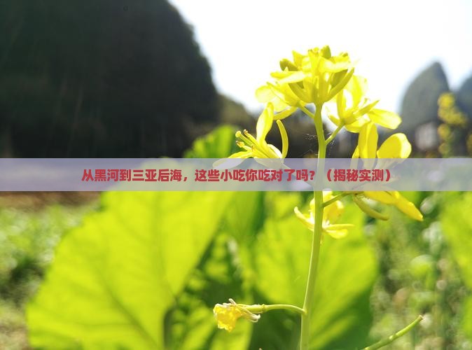 黑河去三亚后海旅游小吃