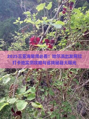 哈尔滨前往三亚海棠湾旅游网红地点