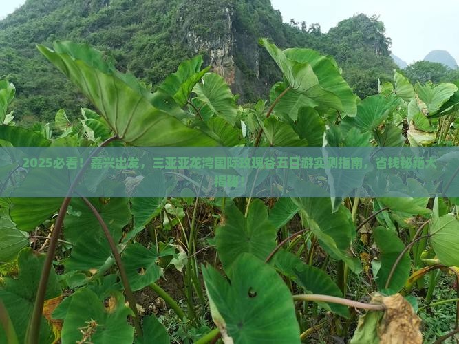 嘉兴出发三亚亚龙湾国际玫瑰谷五日游
