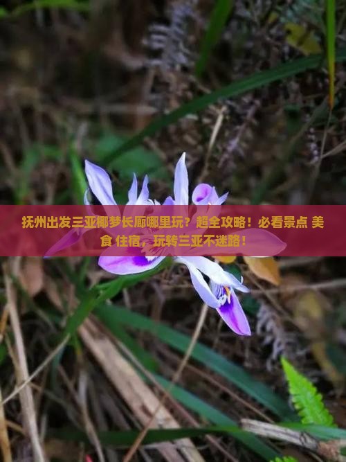 抚州出发三亚椰梦长廊哪里玩