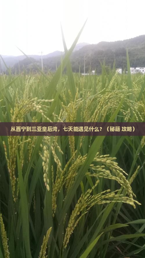 西宁前往三亚皇后湾七日游
