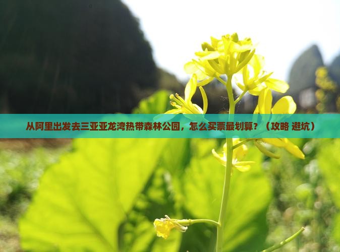 阿里出发三亚亚龙湾热带森林公园门票