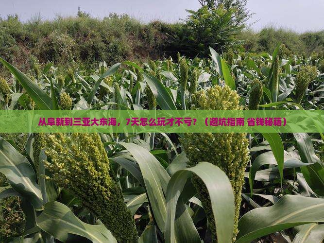 阜新去三亚大东海七日游