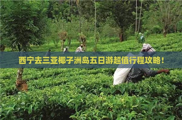西宁去三亚椰子洲岛五日游