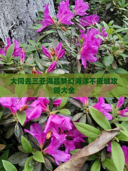 大同去三亚海昌梦幻海洋不夜城攻略