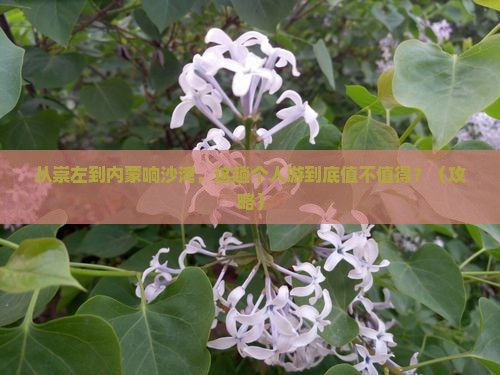 崇左去内蒙响沙湾个人游
