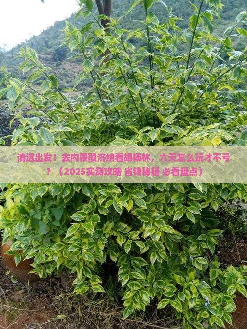 清远到内蒙额济纳胡杨林六日游