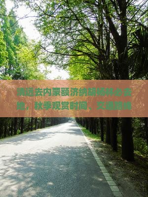 清远去内蒙额济纳胡杨林必去地