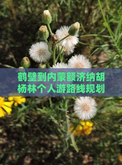 鹤壁到内蒙额济纳胡杨林个人游