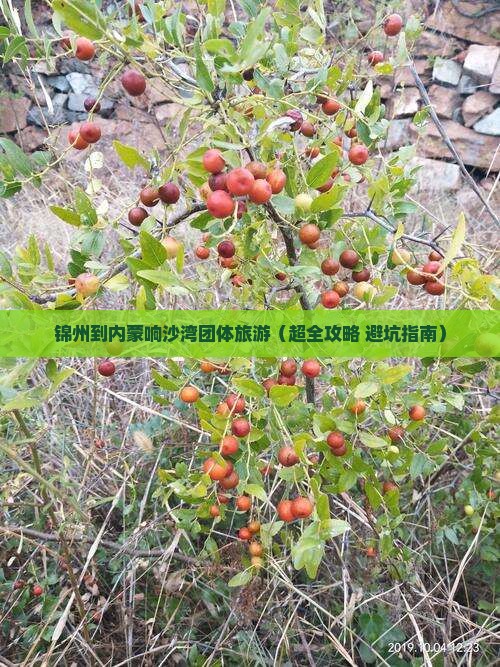 锦州到内蒙响沙湾团体旅游