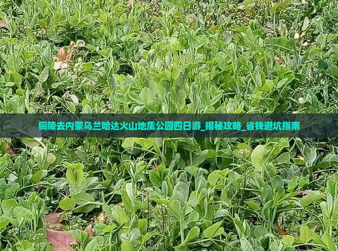 铜陵去内蒙乌兰哈达火山地质公园四日游