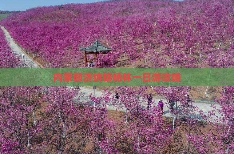 衡水到内蒙额济纳胡杨林一日游