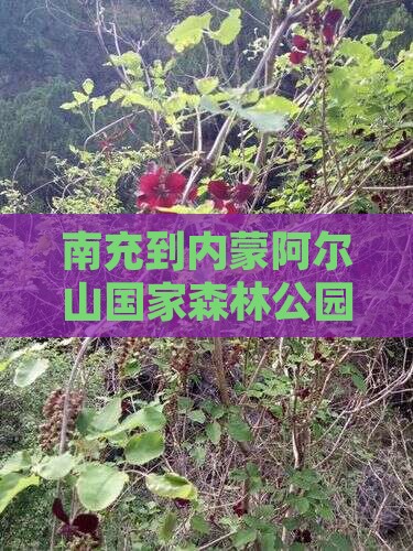 南充到内蒙阿尔山国家森林公园自由团