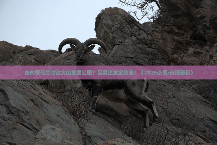 吕梁到内蒙乌兰哈达火山地质公园旅行社