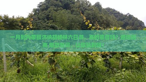 一月到内蒙额济纳胡杨林六日游