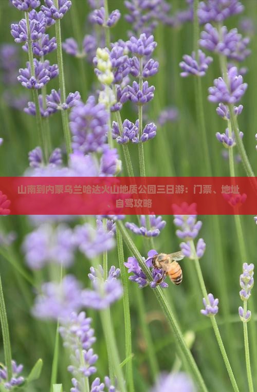 山南到内蒙乌兰哈达火山地质公园三日游