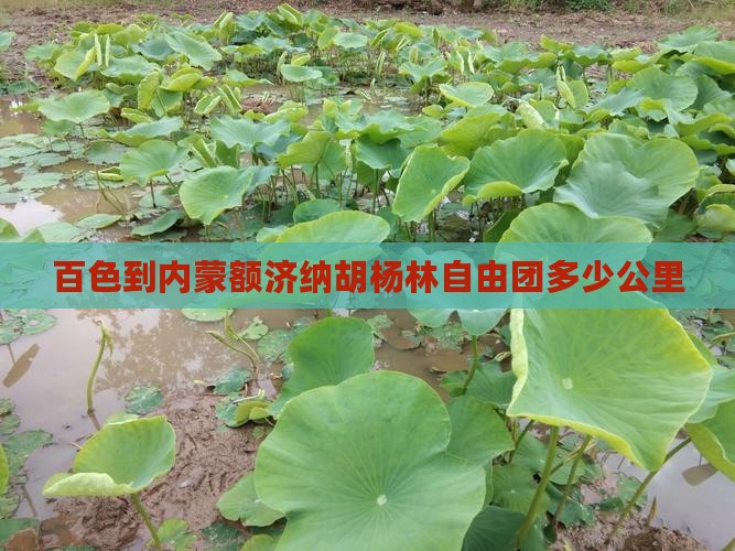 百色到内蒙额济纳胡杨林自由团