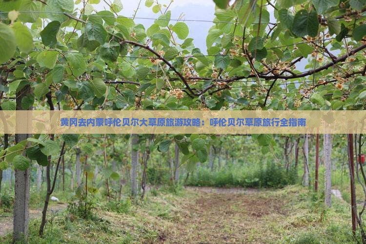 黄冈去内蒙呼伦贝尔大草原景点