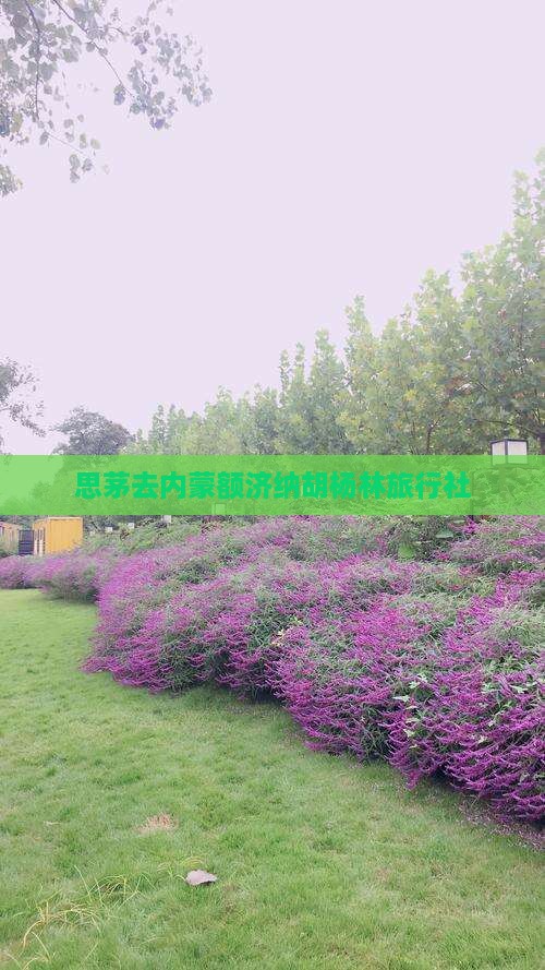 思茅去内蒙额济纳胡杨林旅行社